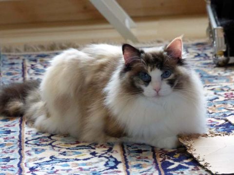 How Big Do Ragdoll Cats Get? The Gentle Giant Explained