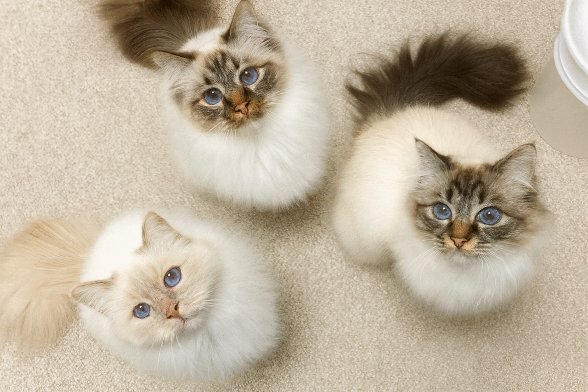 Ragdoll vs Birman: Key Differences in Temperament, Size & Cost