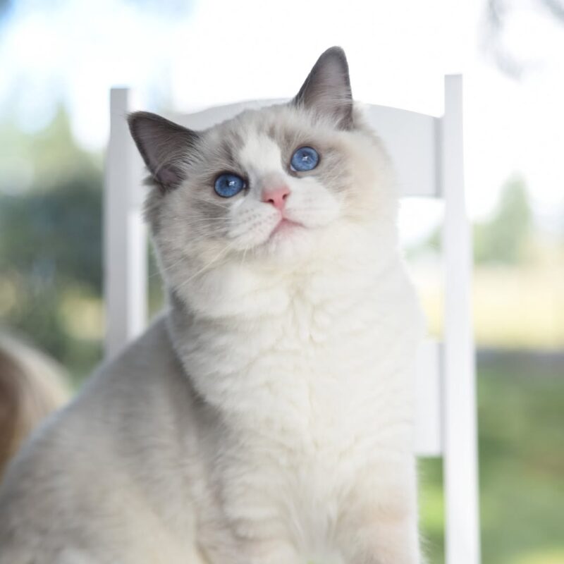 ginger the ragdoll kitten