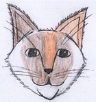 Ragdoll Colours and Patterns Explained: Which One Suits You Best?